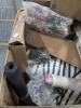 Towel dispenser, blinds, pillows, tile, flooring, cushions, Minnie mouse, & More - 4