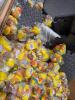 boring for jim's, Bass pro rubber duck fisherman, pet bedding, furniture and more - 4