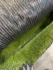 Two large rolls of turf, used - 5