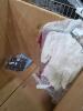 Nicer Clothing, approximately 146 total items(35 pair of shoes and 111 pieces of clothing) Aritzia, Eddie Bauer, Sandro, boss, Adidas, Justin's boots, tacovas, rudos, 5.11, Ariat, Celine, coach, frog togs, The North face and more more - 2