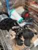 Industrial and automotive items, small tire, cabling, muffler, brake rotor, large 40 lb dumbbell, and more - 5