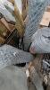 Chain-link did wire fence, gate, automotive parts, Jack, & More - 6