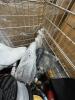 Milwaukee tool used, wire, car parts , hitch & More - 5