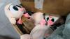 Large cushion, silver, batteries, Where is Chicky plushy's, blankets, still material, & More - 2